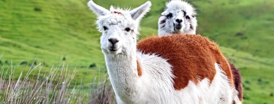 Alpaka – Eine Unterart der Lamas
